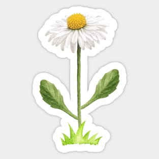 Tall Daisy Flower Sticker